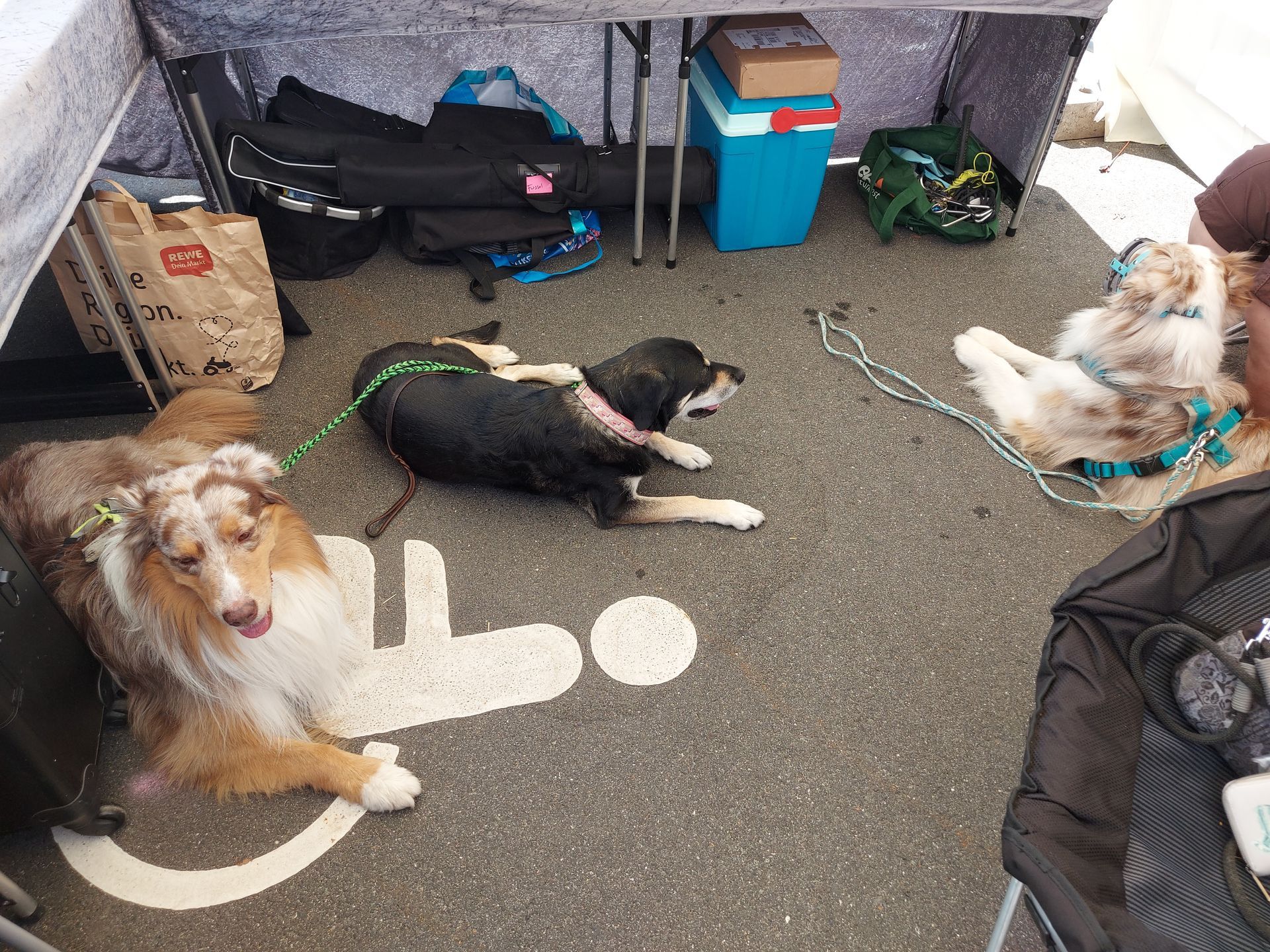 Hunde der hundefreunde Eltmann am Stand von Seelenfreund.
Wir bieten den Hunden unserer kunden gerne einen ruigen Rückzugsort, damit sich die Besitzer in Ruhe unseren Schmuck anschauen können.