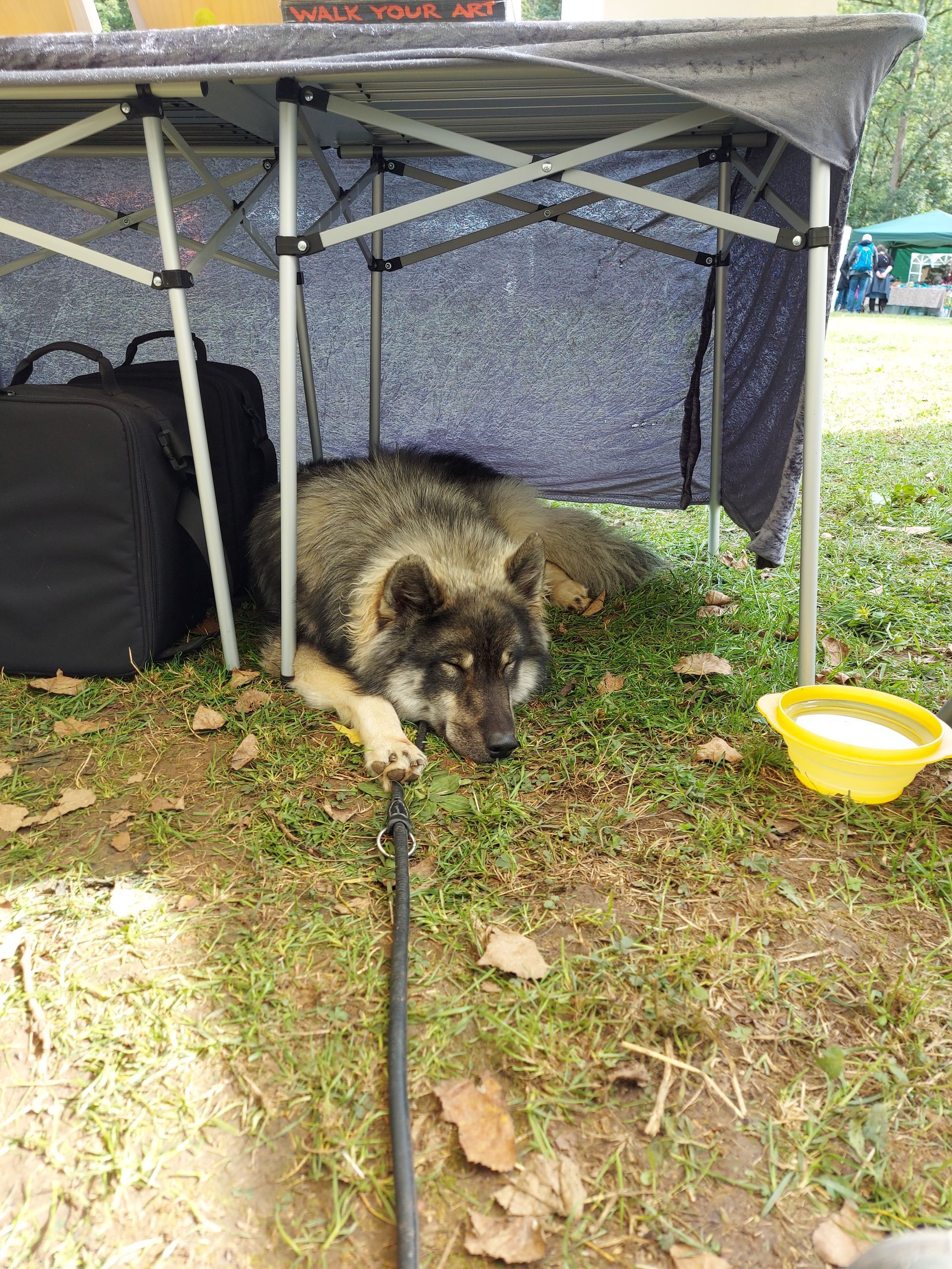 Capone-Groll vom Lerchensporn, ein Eurasier vom EKW auf dem Herbstmarkt im Wildpark Hundshaupten