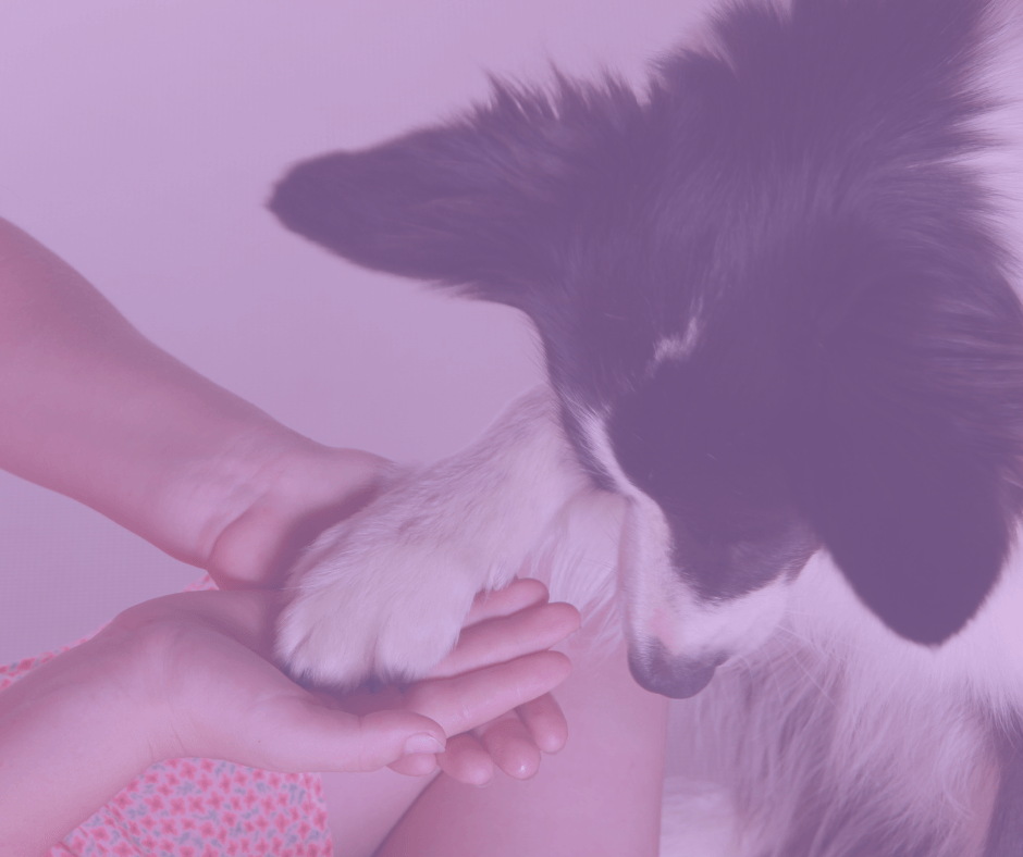 emotionale Szene, ein Bordercollie legt zärtlich die Pfote auf die Hände seines Frauchens