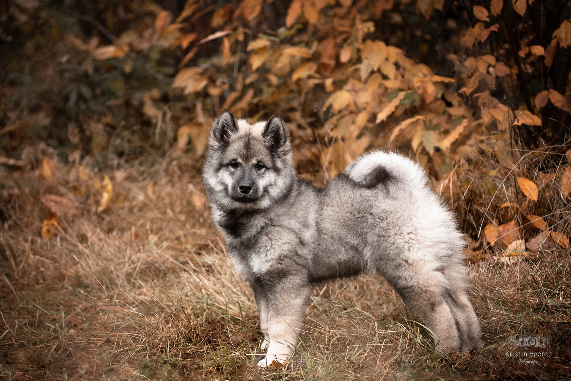 Eurasierrüde Capone-Groll vom Lerchensporn