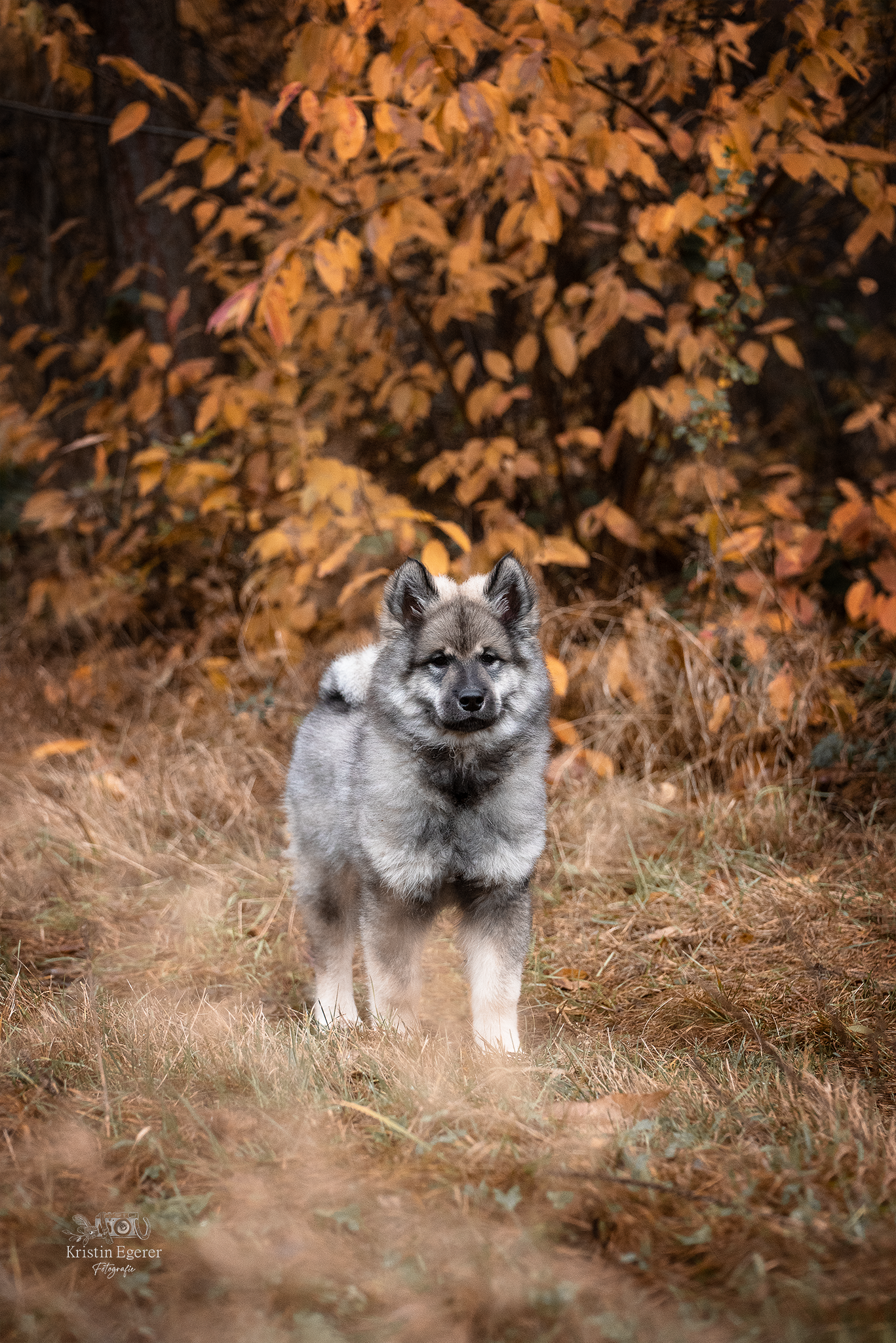 Eurasierrüde Capone-Groll vom Lerchensporn