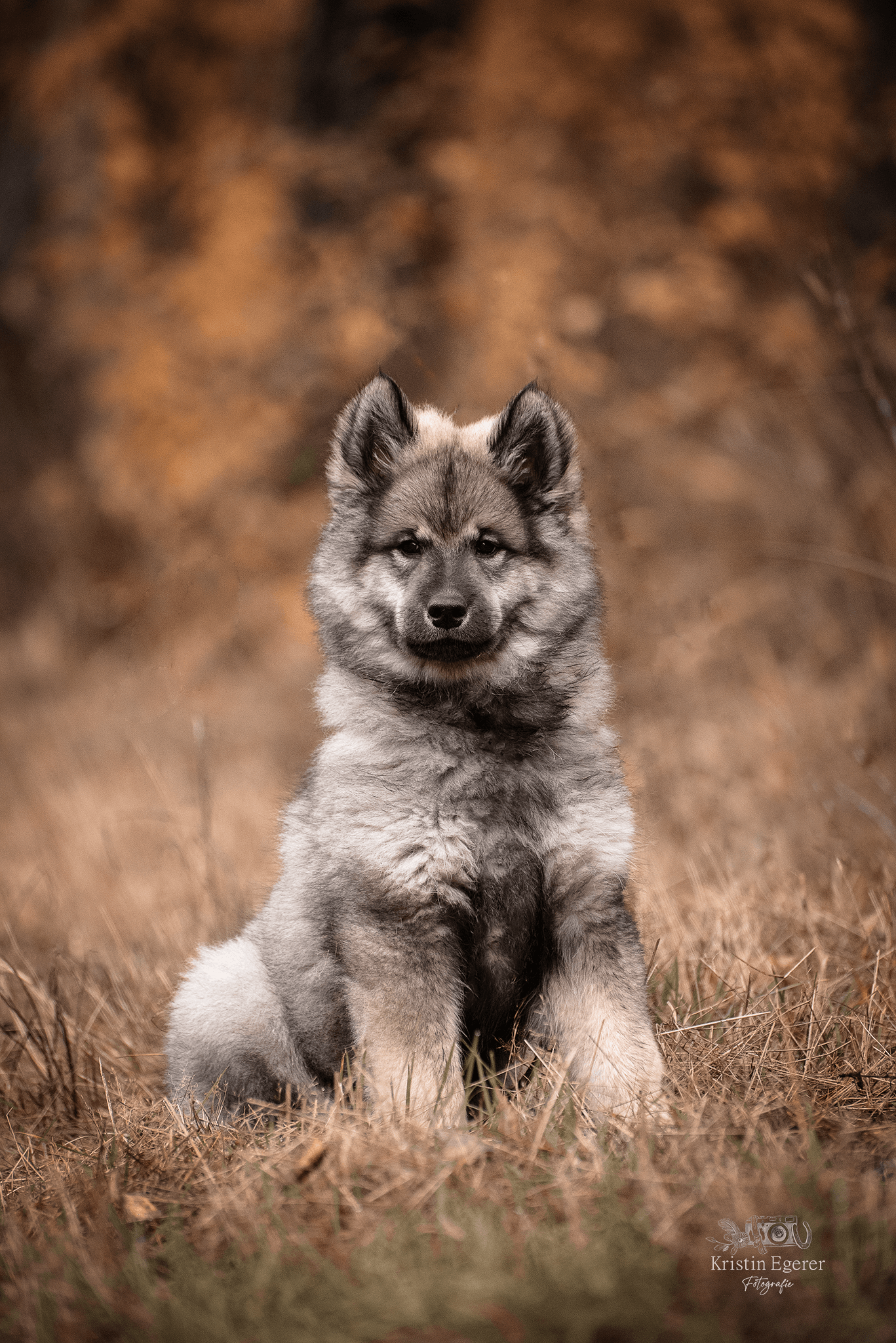 Eurasierrüde Capone-Groll vom Lerchensporn
