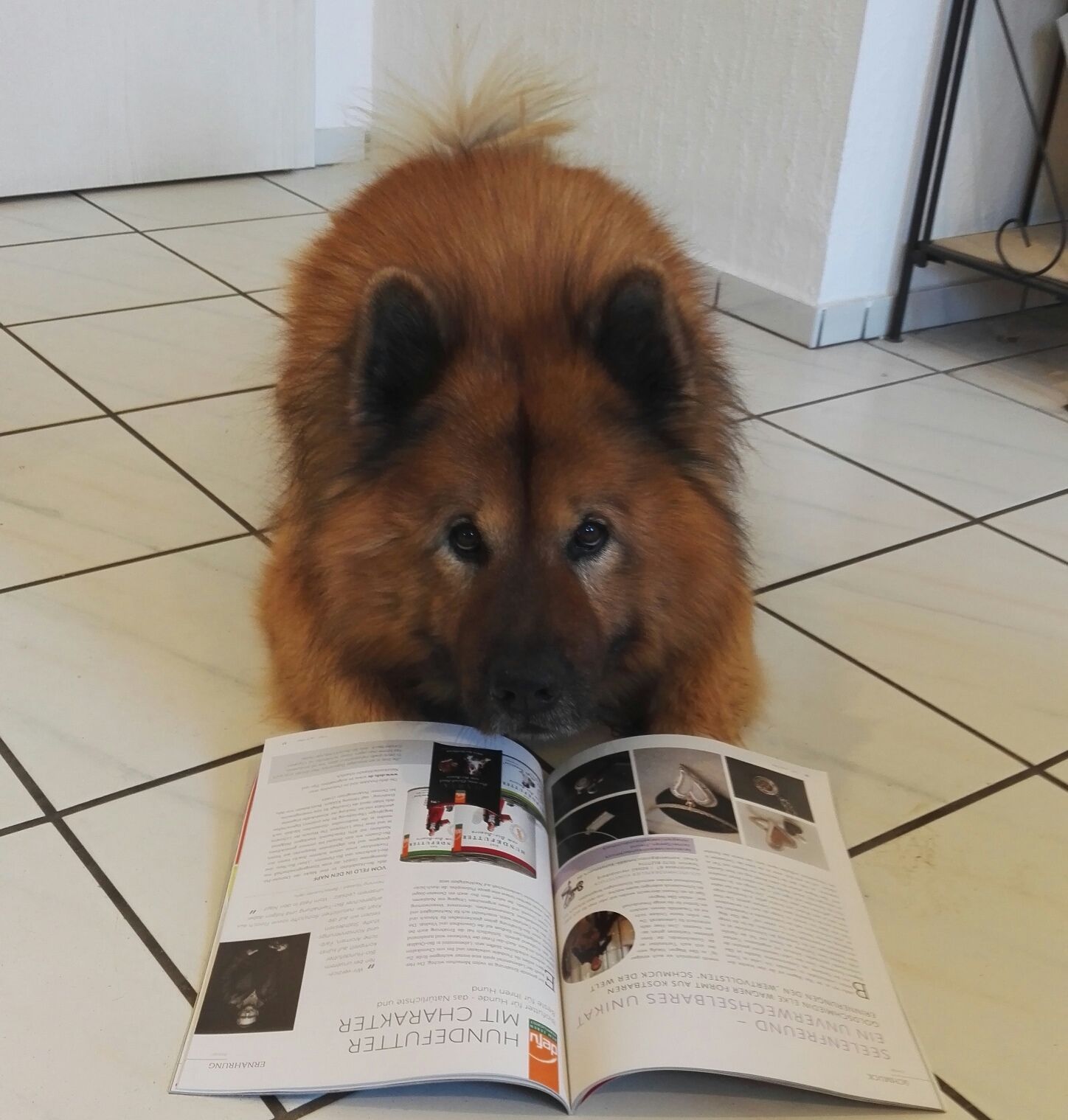 Buddha vom Götterfunken der Werkstatthund mit einem magazin der Zeitschrift Dogs in Town mit einem Bericht über Seelenfreund