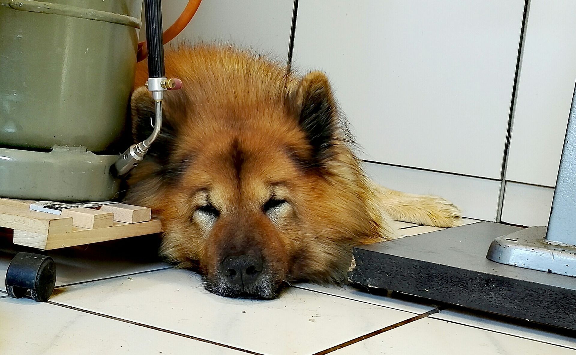 Eurasierrüde Buddha bei der Arbeit im Goldschmiedeatelier