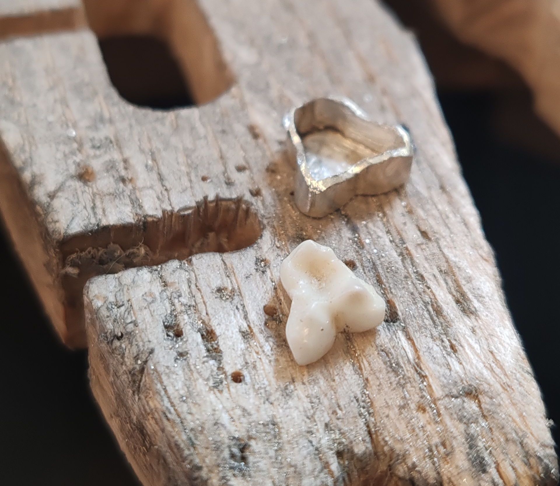 Der Backenzahn eines Hundes liegt auf dem Feilnagel des Goldschmiedewerktisches