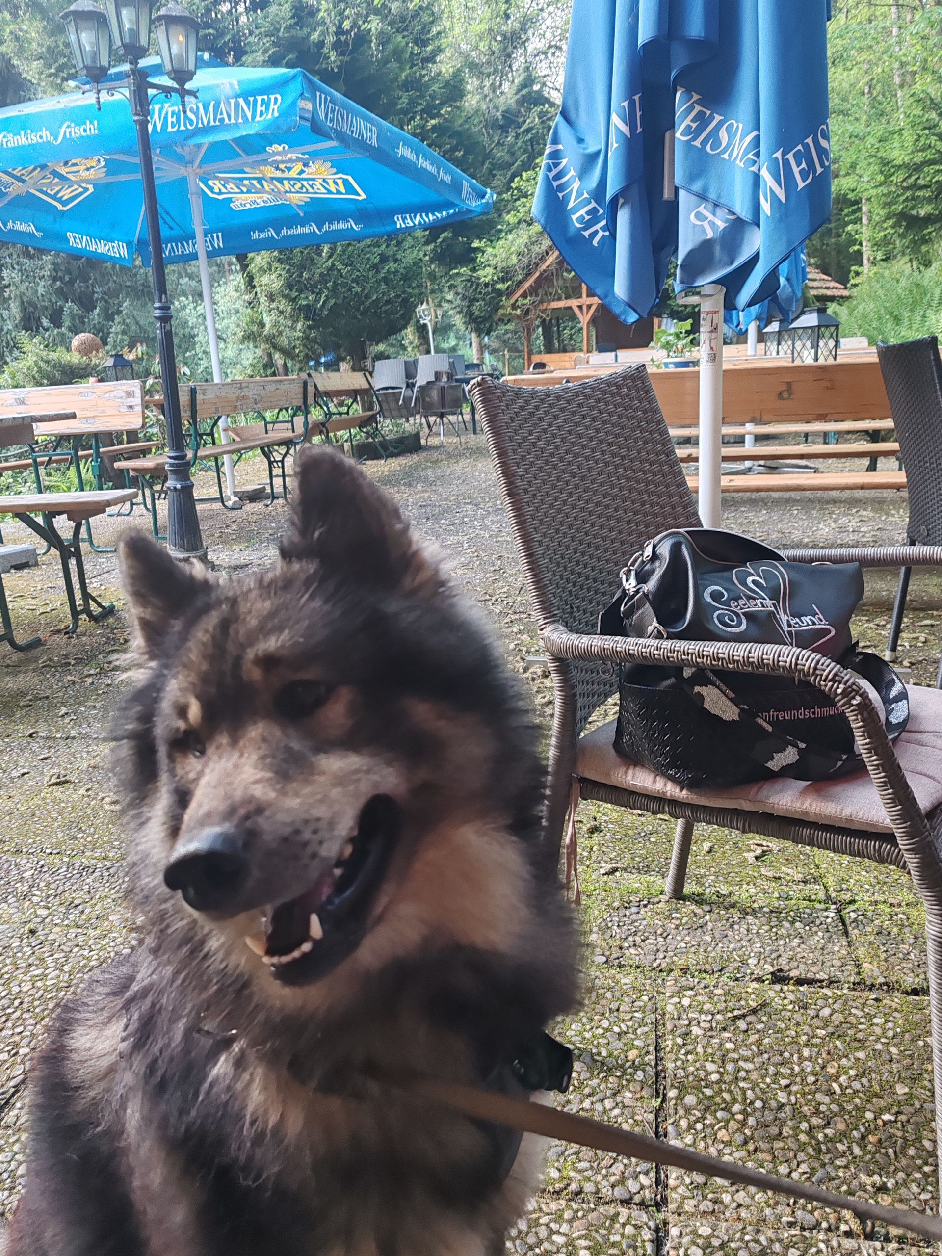 Wir haben uns am Abend vor dem hundezauber in einem schönen Biergaten in Stüben, der Waldschänke getroffen und es war toll, so viele Freunde zu treffen.