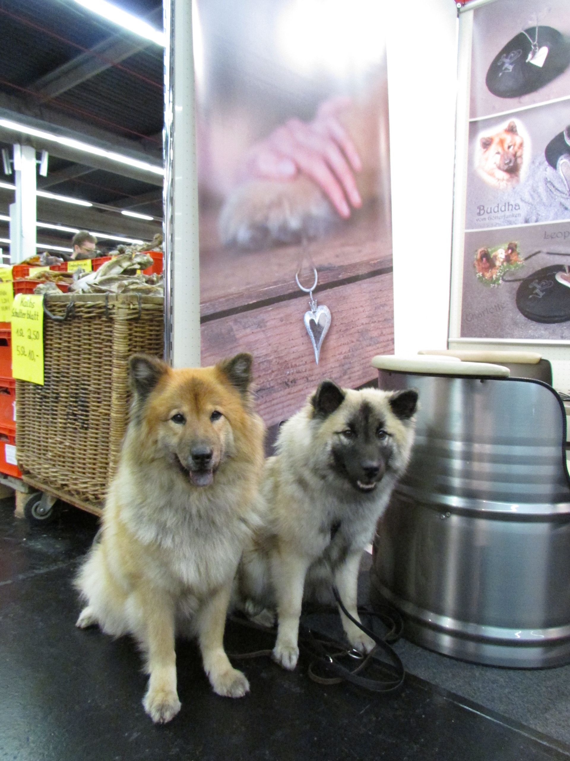 Davine vom Götterfunken und Amidala vom Ginstergarten, zwei Eurasier vom EKW
Auf der Cacib in Nürnberg, der internationalen Rassehundeausstellung in Nürnberg