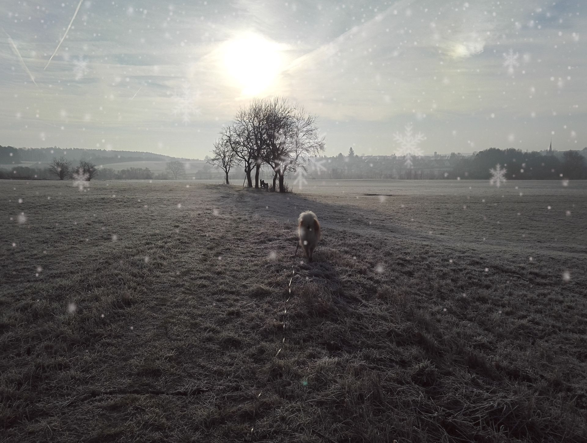 Erinnerungsbild an meine Lieblingsrunde im Schnee mit meinem verstorbenen Hund richtung Sonne läuft