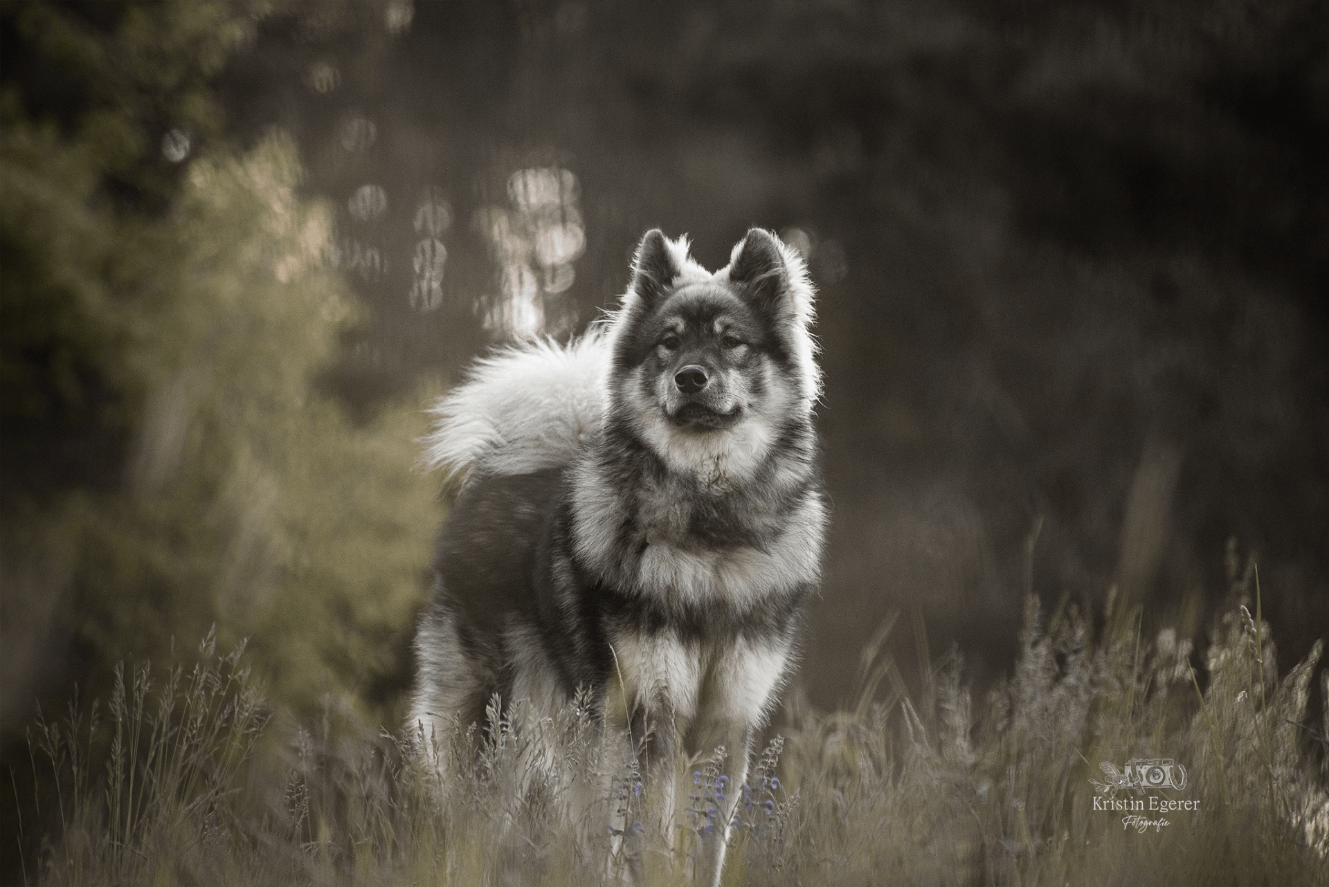 Eurasierrüde Capone-Groll vom Lerchensporn in grüner Naturlandschaft