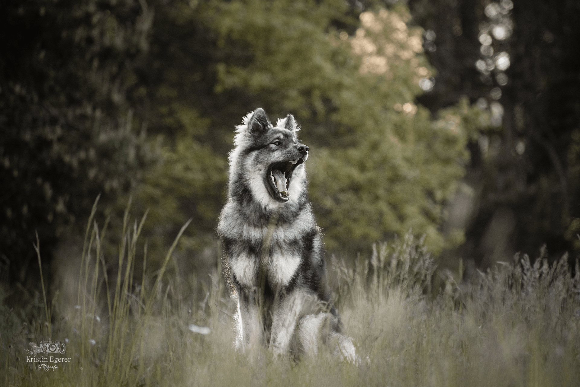 Eurasierrüde Capone-Groll vom Lerchensporn in grüner Naturlandschaft