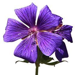Blume Blume