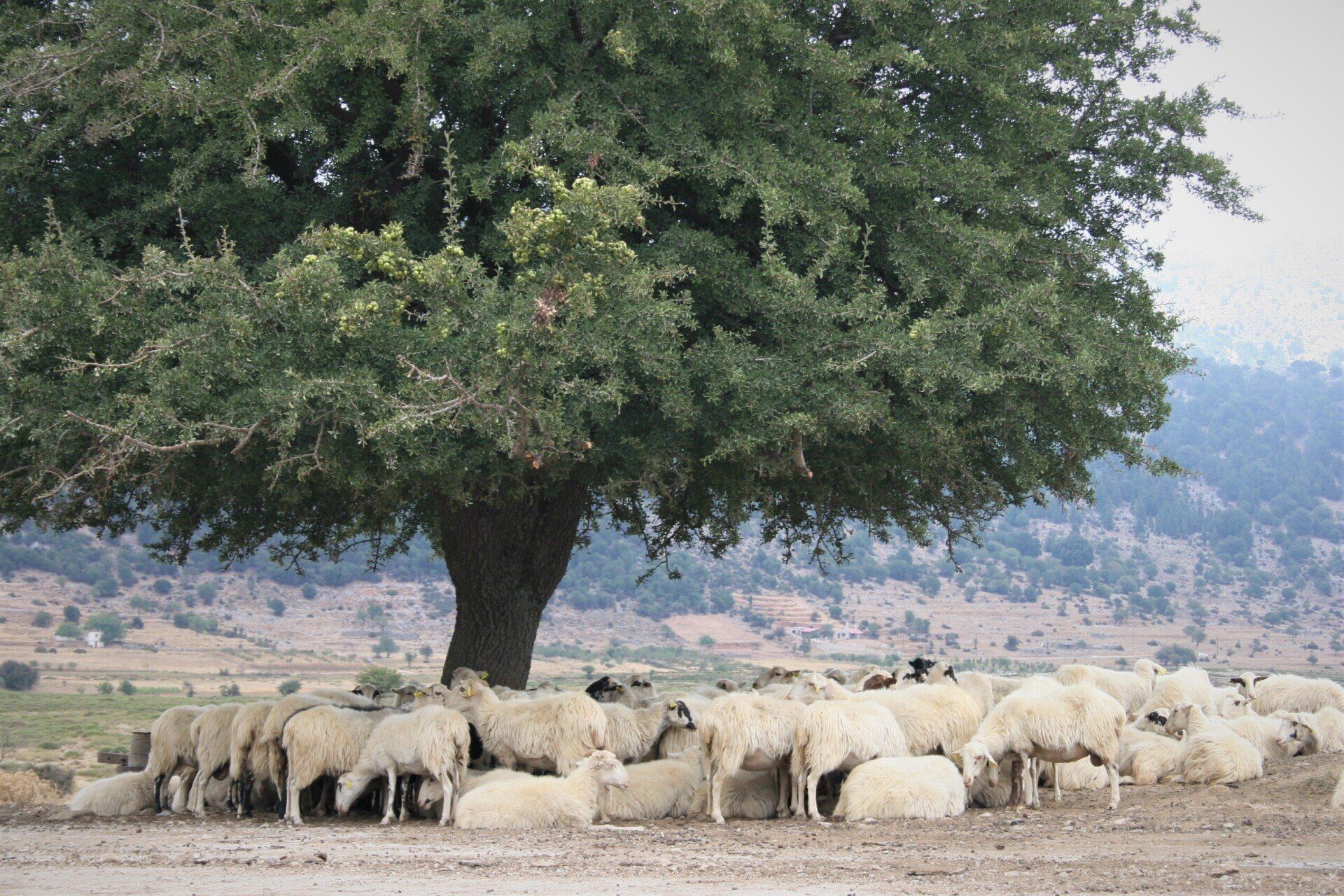 Schafe unter einem Olivenbaum