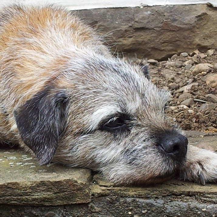 Stamm-Mutter Murkel Borderterrier Zucht Jagd Welpen