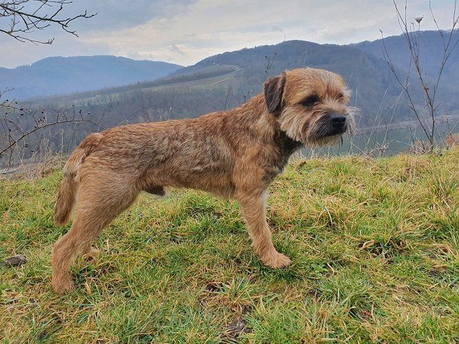 Border Terrier Jagd Zucht Welpen Rüden Deckrüden