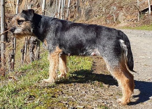 Cornel's Glenlivet, Mocca Border Terrier Zucht Jagd Welpen