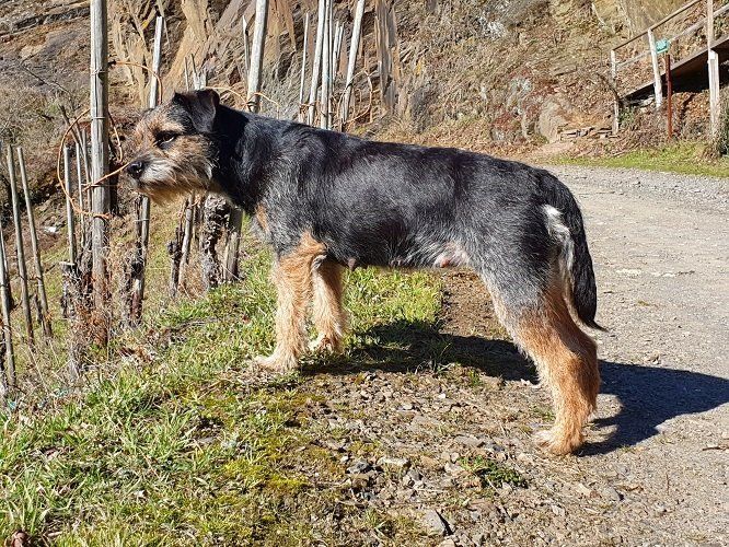 Border Terrier Jagd Zucht Welpen