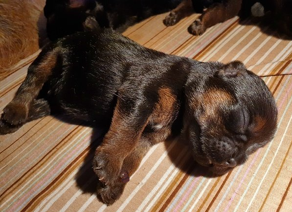 Welpe Border Terrier