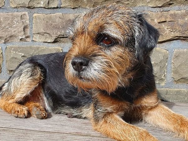 Cornel's Glenlivet, Mocca Border Terrier Zucht Jagd Welpen