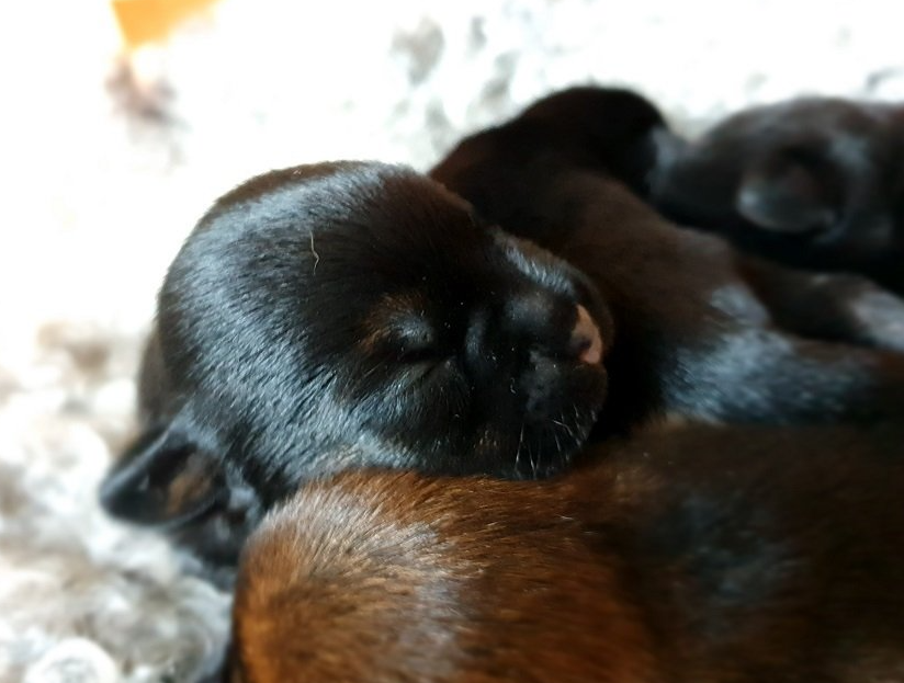 Border Terrier Welpe 1 Woche alt