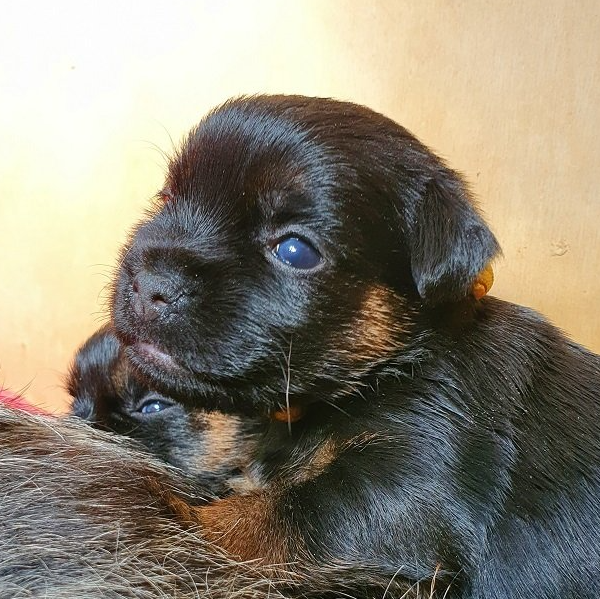 Border Terrier Zucht Jagd Welpen Puppy