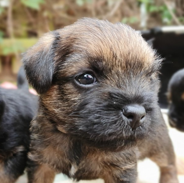Border Terrier Jagd Zucht Welpen Puppy