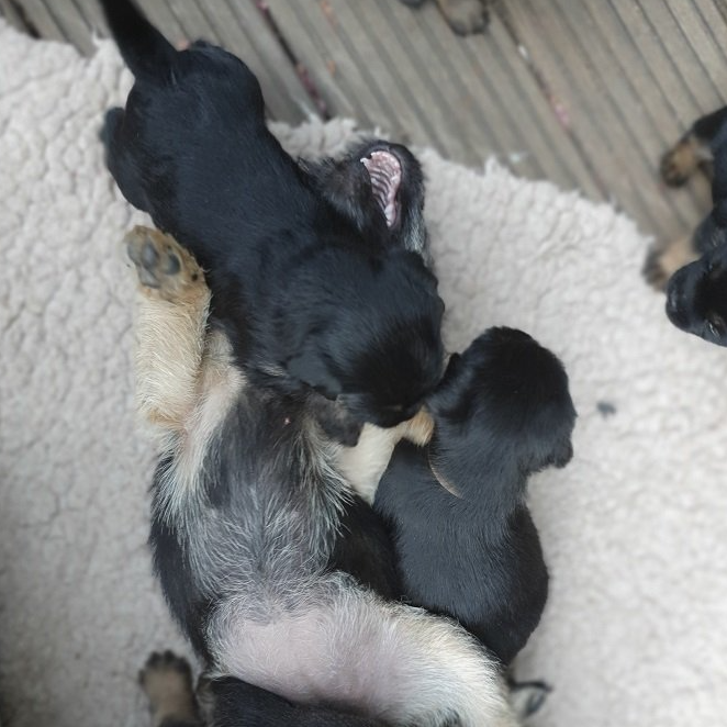 Border Terrier Jagd Zucht Welpen Puppy