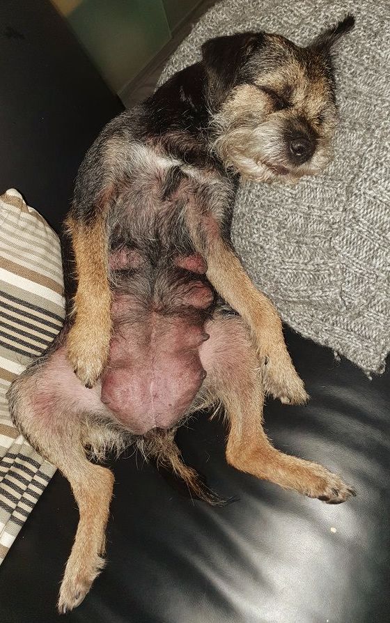 Border Terrier Zucht Welpen Jagd