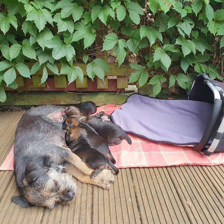 Border Terrier Jagd Welpen Zucht