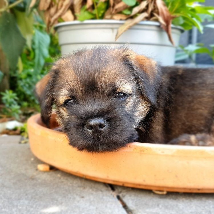 Border Terrier Welpen Zucht Jagd