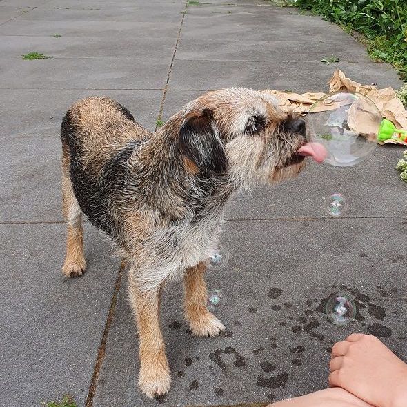 Border Terrier Welpen Jagd Zucht