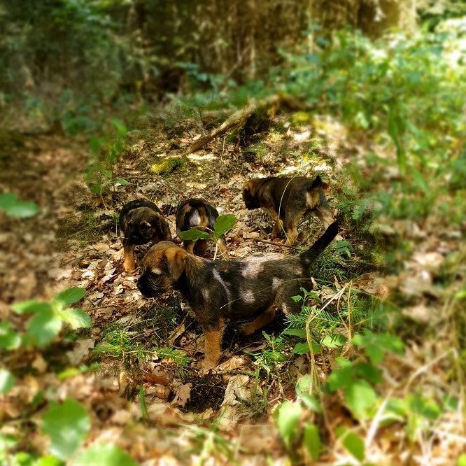 Border Terrier Welpen Zucht Jagd