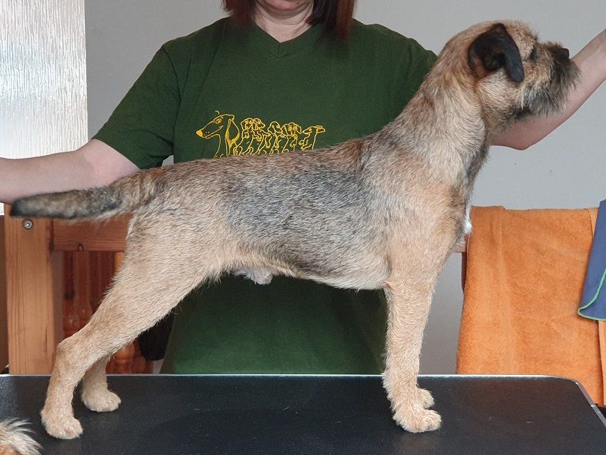 Sub Terram Special Order Border Terrier Zucht Welpen Jagd