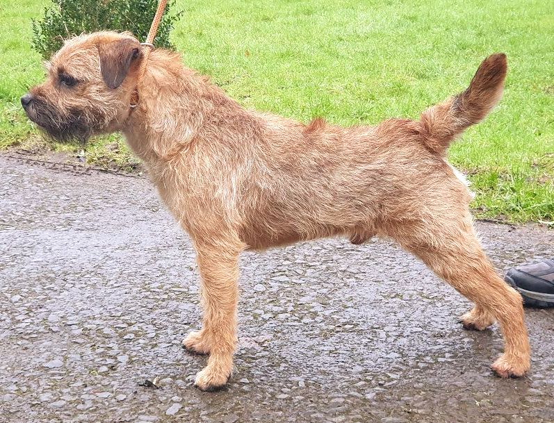 Sub Terram Special Order Border Terrier Zucht Welpen Jagd