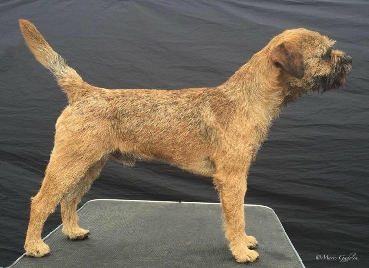 Border Terrier Jagd Welpen Zucht