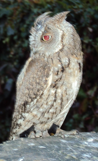 Otus Scops Border Terrier Jagd Zucht Welpen Otus scops Zwergohreule