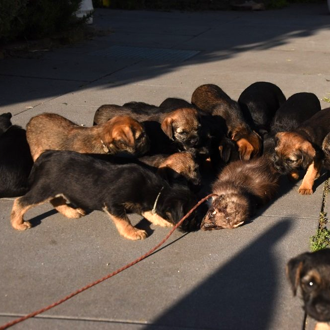 Border Terrier Zucht Jagd Welpen