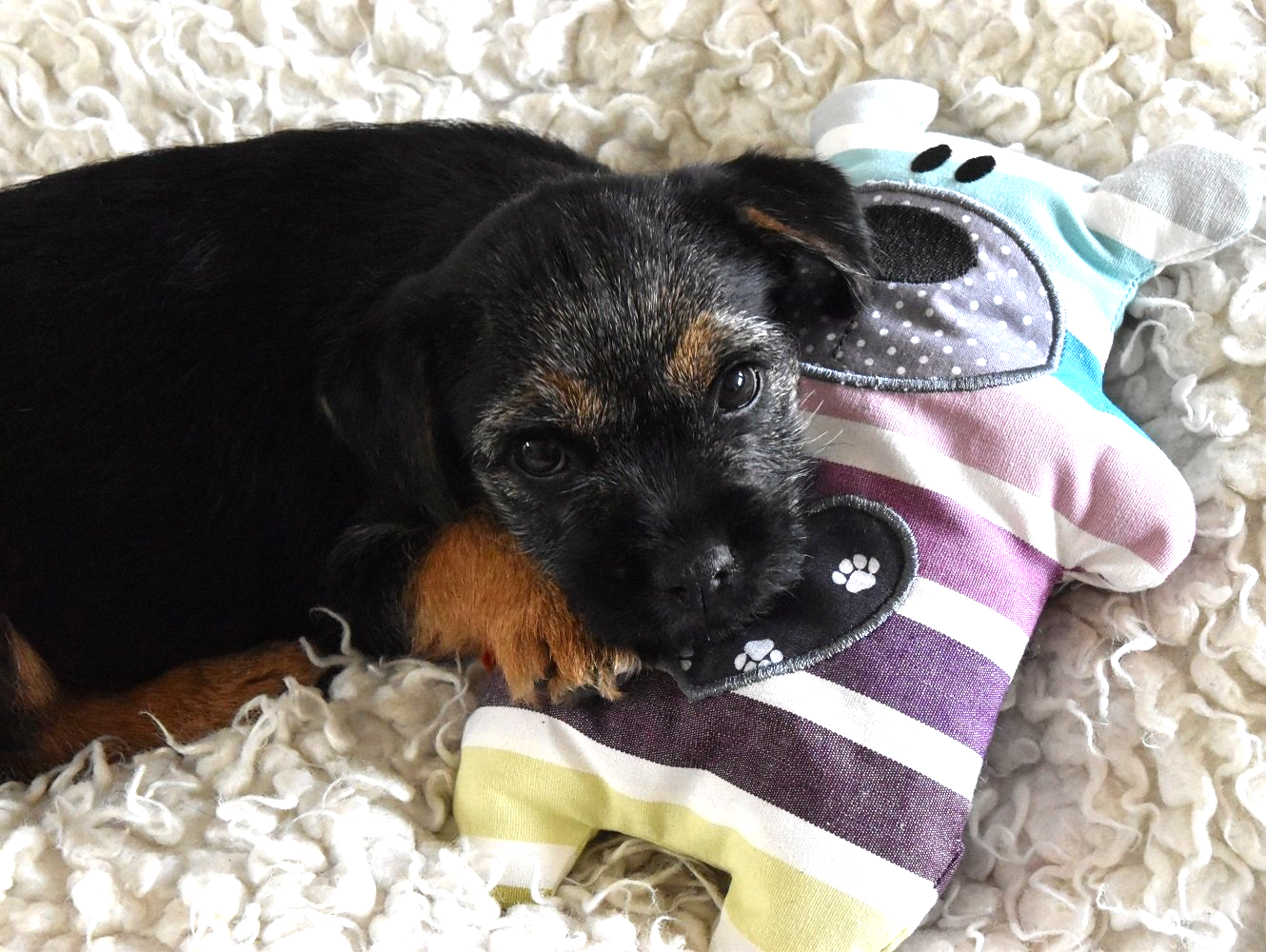 Border Terrier Jagd Zucht Welpen