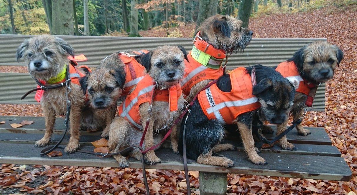 Border Terrier Jagd Drückjagd Zucht Welpen