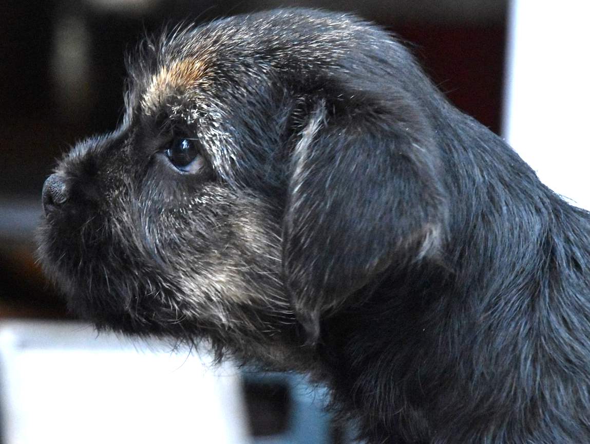 Border Terrier Jagd Zucht Welpen