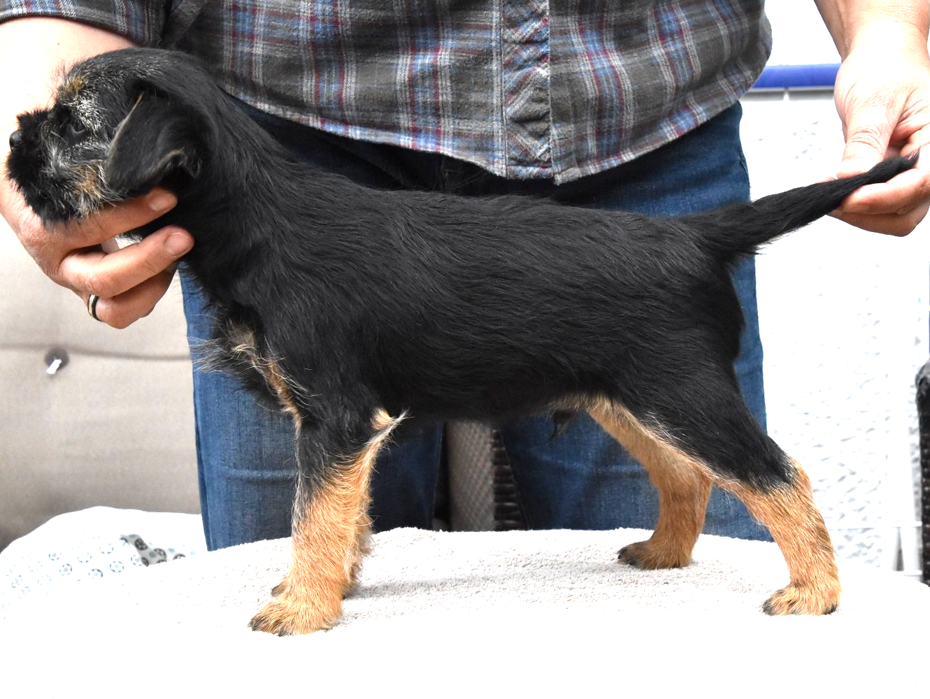 Border Terrier Jagd Zucht Welpen
