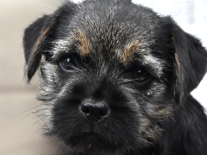 Border Terrier Jagd Zucht Welpen