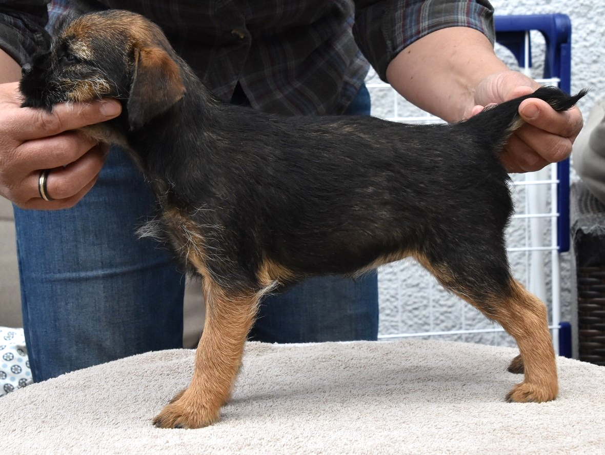 Border Terrier Jagd Zucht Welpen