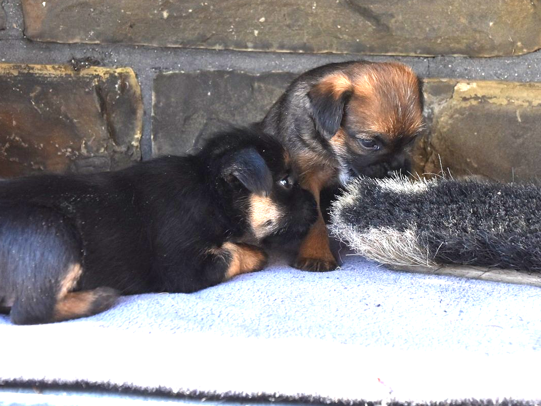 Border Terrier Welpen Zucht Jagd