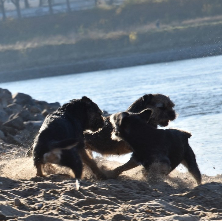 Border Terrier Jagd Zucht