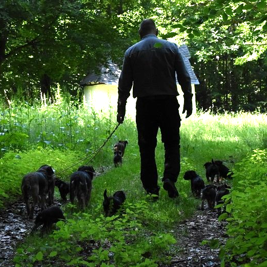 Border Terrier Zucht Jagd Welpen