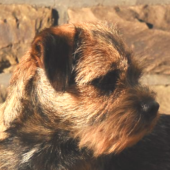 Border Terrier Border Terrier Cornel's Nr. 13