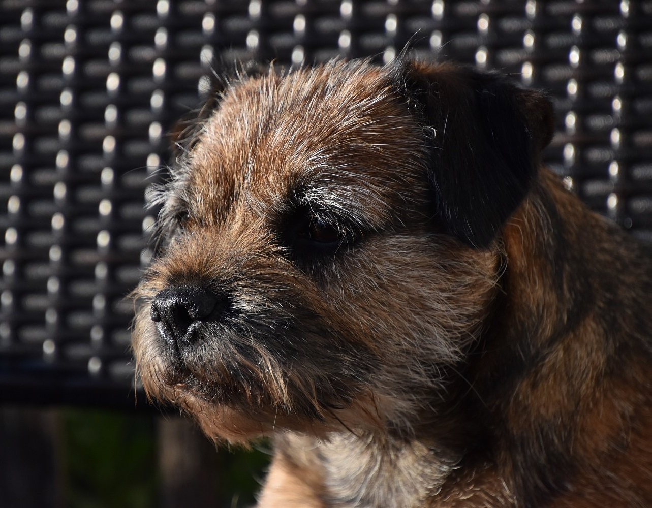 Border Terrier Zucht Jagd