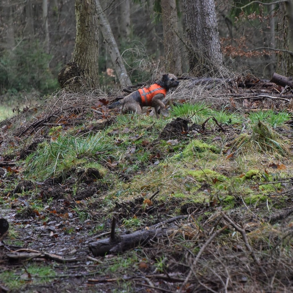 Border Terrier Borderterrier Jagd Zucht