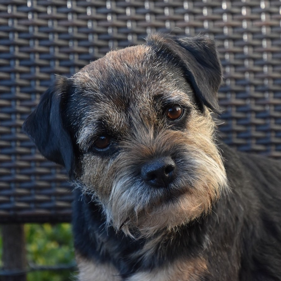 Borderterrier Zucht Jagd Welpen