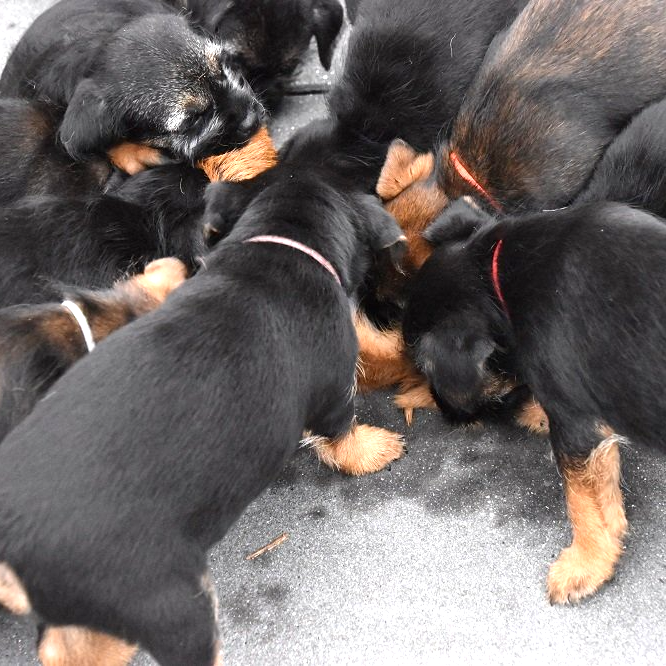 Border Terrier Zucht Welpen Jagd